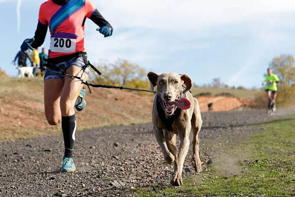 Dog and woman taking part in a popular canicross race