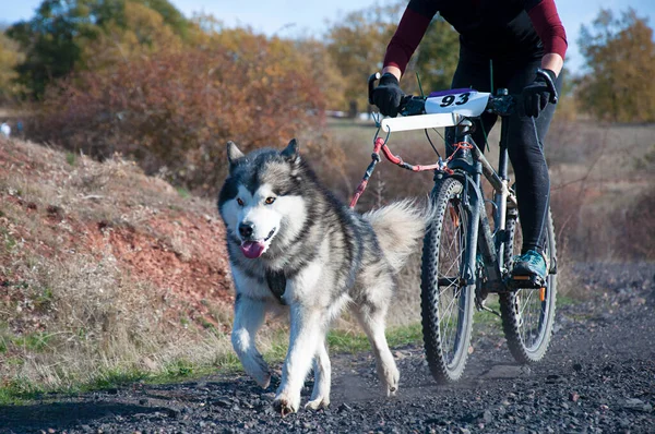 Bisikletli popüler bir kanikrosta yer alan bir köpek ve onun musher (bisiklet))