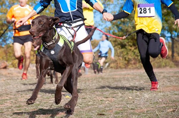 Varios Atletas Sus Perros Que Participan Una Carrera Popular Canicross —  Fotos de Stock