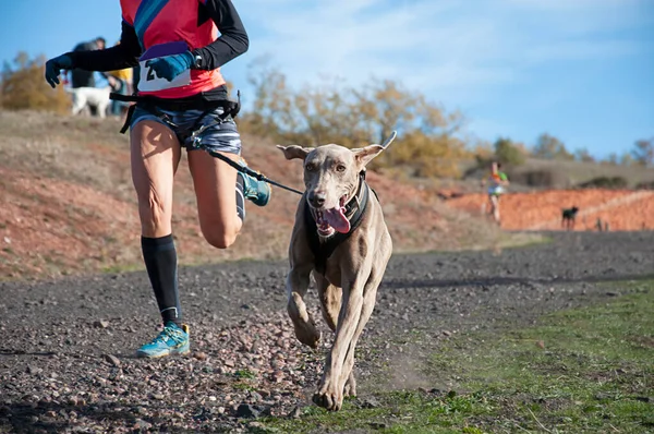 Dog Woman Taking Part Popular Canicross Race — Stock Photo, Image