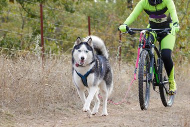 Bisikletli popüler bir kanikrosta yer alan bir köpek ve onun musher (bisiklet))
