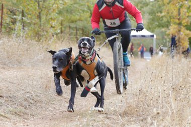 Bisikletli popüler bir kanikrosta yer alan bir köpek ve onun musher (bisiklet))