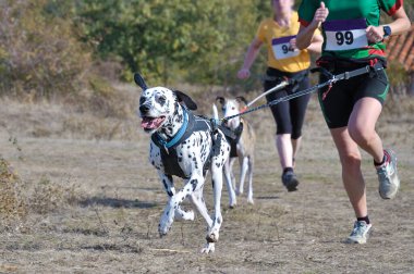 Çok sayıda sporcu ve köpekleri popüler bir kanikros yarışına katılıyor.