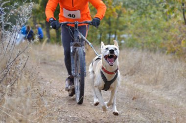 Köpekler ve onun musher 'ı, bir kazıcı dağ mobiletiyle popüler bir kanikrosta yer alıyorlar.