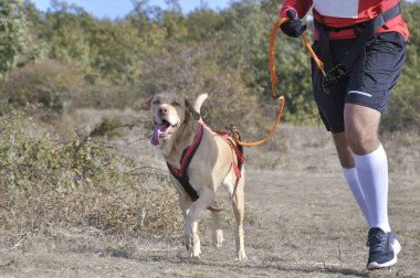 Köpek ve insan popüler bir kanikros yarışına katılıyor.