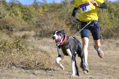 Köpek ve insan popüler bir kanikros yarışına katılıyor.