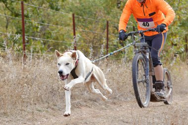 Köpekler ve onun musher 'ı, bir kazıcı dağ mobiletiyle popüler bir kanikrosta yer alıyorlar.
