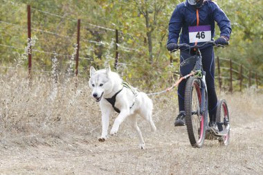 Köpekler ve onun musher 'ı, bir kazıcı dağ mobiletiyle popüler bir kanikrosta yer alıyorlar.