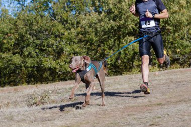 Köpek ve insan popüler bir kanikros yarışına katılıyor.