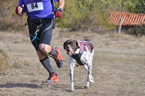 Hund Und Mensch Beim Beliebten Canicross Rennen — Stockfoto