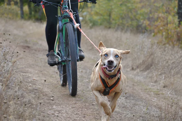 Ein Hund Und Sein Musher Beim Beliebten Canicross Mit Fahrrad — Stockfoto