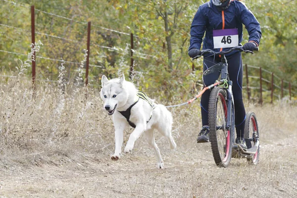 Köpekler ve onun musher 'ı, bir kazıcı dağ mobiletiyle popüler bir kanikrosta yer alıyorlar.