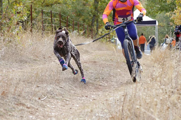 Pies Jego Pazur Biorący Udział Popularnym Kajaku Rowerem Rower — Zdjęcie stockowe