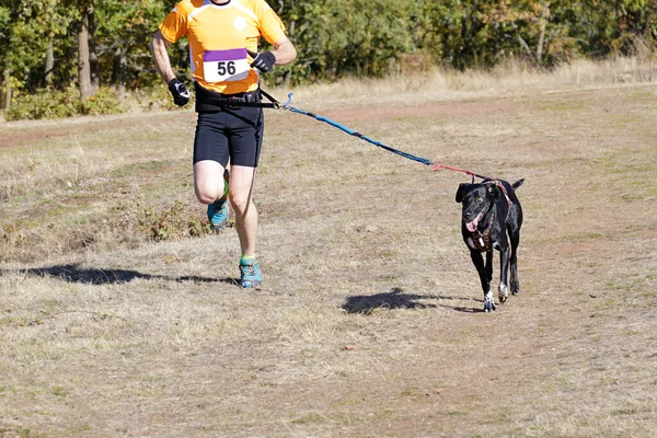 Hund Und Mensch Beim Beliebten Canicross Rennen — Stockfoto