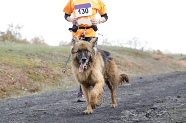 Köpek ve sahibi popüler bir kanikros yarışına katılıyorlar.