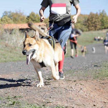 Köpek ve sahibi popüler bir kanikros yarışına katılıyor, arka planda (odak dışı) çok sayıda sporcu