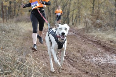 Köpek ve sahibi popüler bir kanikros yarışına katılıyorlar.