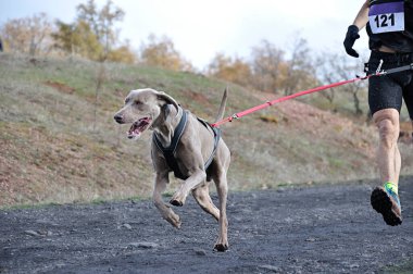 Köpek ve sahibi popüler bir kanikros yarışına katılıyorlar.