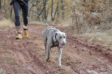 Köpek ve sahibi popüler bir kanikros yarışına katılıyorlar.
