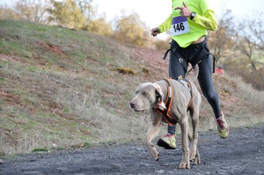 Köpek ve sahibi popüler bir kanikros yarışına katılıyorlar.