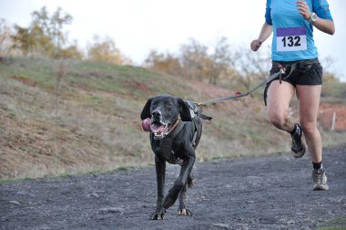 Köpek ve sahibi popüler bir kanikros yarışına katılıyorlar.