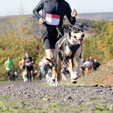 Köpek ve sahibi popüler bir kanikros yarışına katılıyor, arka planda (odak dışı) çok sayıda sporcu
