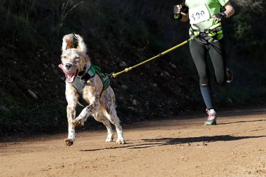Köpek ve sahibi popüler bir kanikros yarışına katılıyorlar.