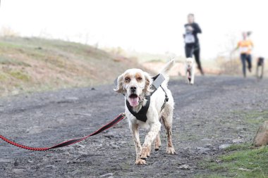 Köpek popüler bir kanikros yarışına katılıyor.