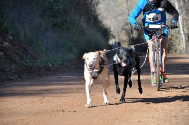 İki köpek ve onların musher 'ı, bir kazıcı dağ mobiletiyle popüler bir kanikrosta yer alıyorlar.