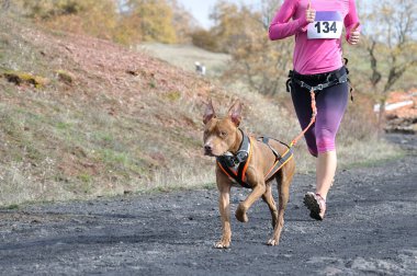 Dog and its owner taking part in a popular canicross race clipart