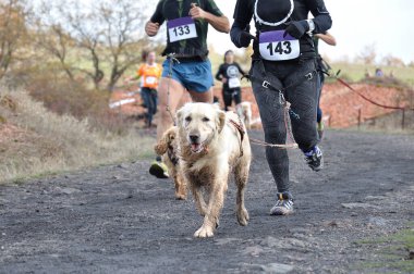 Çok sayıda sporcu ve köpekleri popüler bir kanikros yarışına katılıyor.