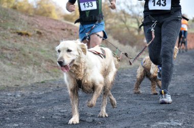Ön planda popüler bir kanikros yarışına katılan köpek arka planda (odak dışı) çok sayıda sporcu