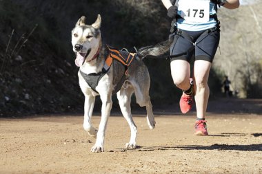 Köpek ve sahibi popüler bir kanikros yarışına katılıyorlar.
