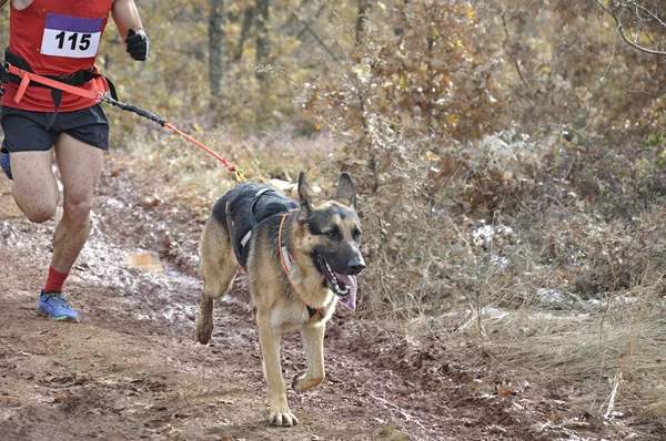 Cão Pastor Alemão Seu Proprietário Participando Uma Corrida Popular Canicross — Fotografia de Stock