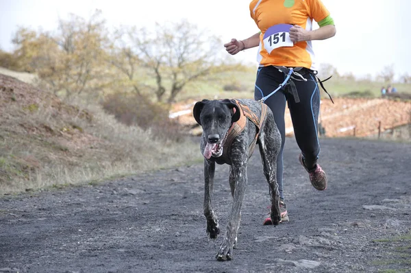 Pies Jego Właściciel Biorą Udział Popularnym Wyścigu Canicross — Zdjęcie stockowe