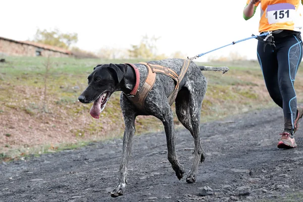 Hund Und Herrchen Beim Beliebten Canicross Rennen — Stockfoto