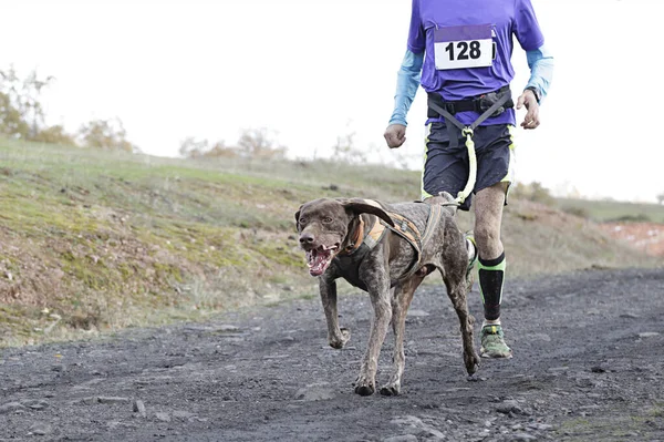 Hund Und Herrchen Beim Beliebten Canicross Rennen — Stockfoto