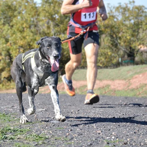 Hund Und Herrchen Beim Beliebten Canicross Rennen — Stockfoto