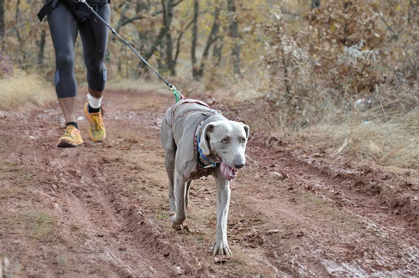 Köpek ve sahibi popüler bir kanikros yarışına katılıyorlar.