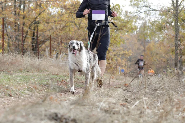 Hund Und Herrchen Beim Beliebten Canicross Rennen — Stockfoto