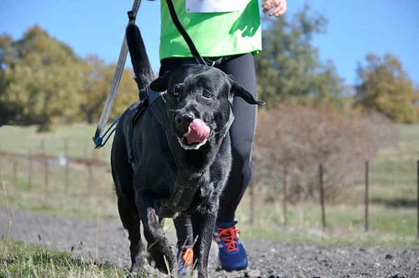 Hund Und Herrchen Beim Beliebten Canicross Rennen — Stockfoto