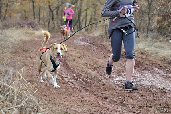 Ön planda bir köpek ve sahibi popüler bir kanikros yarışına katılıyor, arka planda (odak dışı) birkaç sporcu