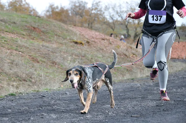 Köpek ve sahibi popüler bir kanikros yarışına katılıyorlar.
