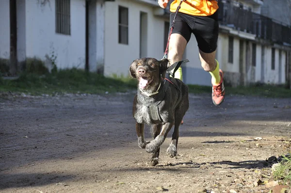 Little Dog Its Owner Taking Part Popular Canicross Race — Stock Photo, Image