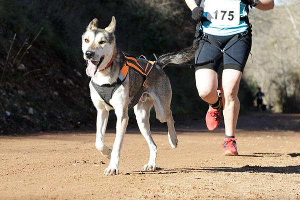 Cane Suo Proprietario Partecipano Una Popolare Gara Canicross — Foto Stock