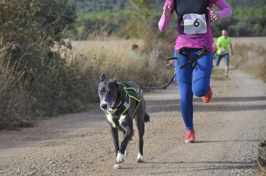 Çok sayıda sporcu ve köpekleri popüler bir kanikros yarışına katılıyor.