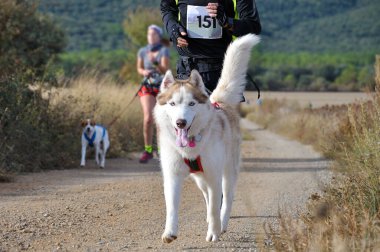 Köpek ve insan popüler bir kanikros yarışına katılıyor.