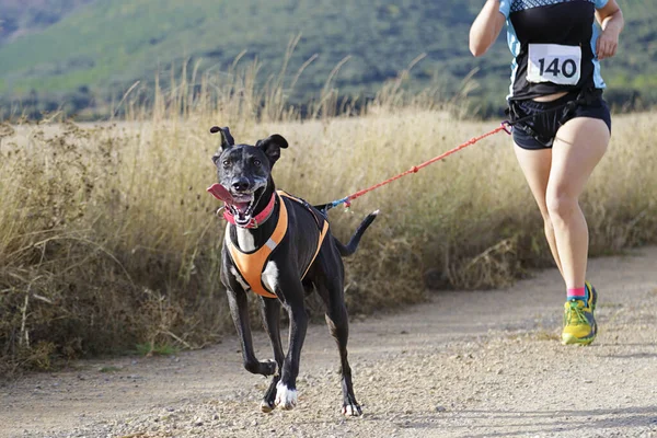 Dog and woman taking part in a popular canicross race