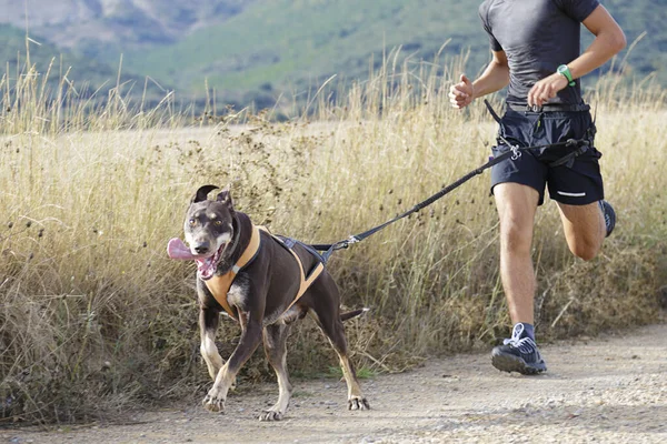 Köpek ve insan popüler bir kanikros yarışına katılıyor.