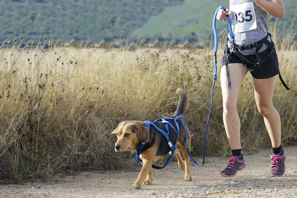 Köpek ve kadın popüler bir kanikros yarışına katılıyor.